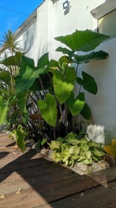 QUINTA EN VENTA SAUCE MONTRULL