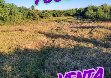Lotes en venta Colonia Ensayo